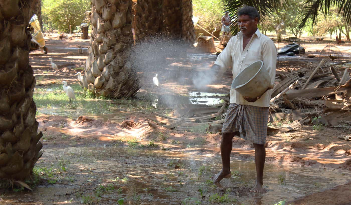 Nageswara Rao spreads fertiliser while irrigating his oil palms in the Indian state of Andhra Pradesh (Image: Kevin Samuel / China Dialogue)