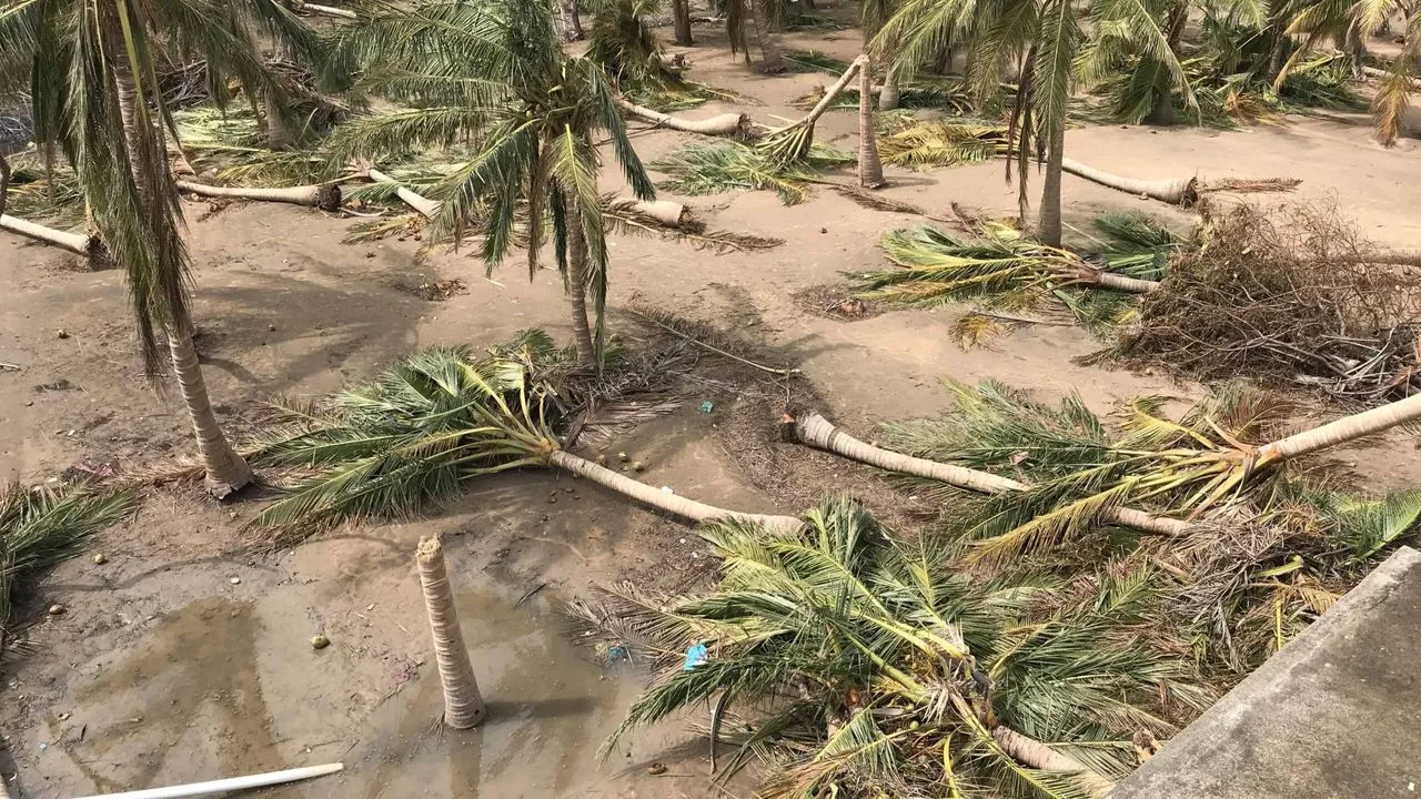 fallen coconut trees after a cyclone